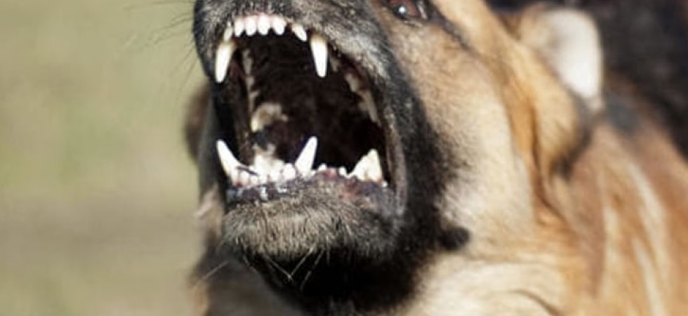 Aggredito da un cane e morso in più parti del corpo, paura a Monclassico